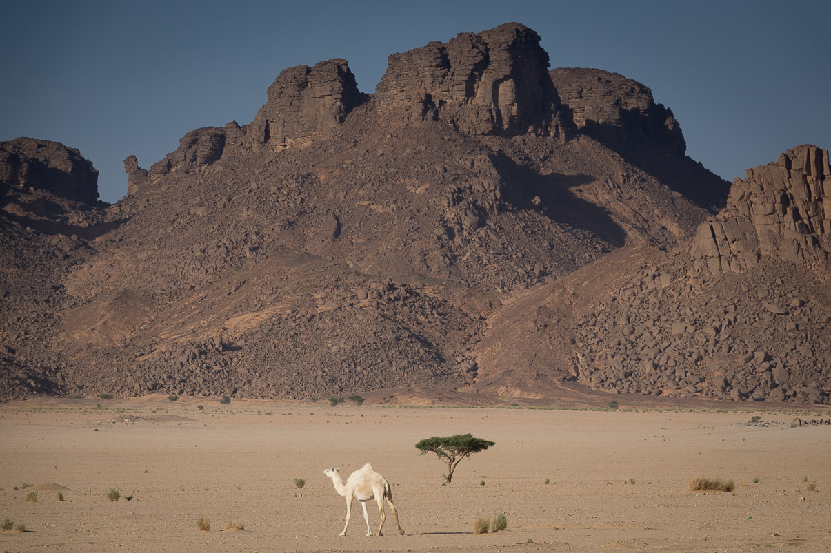 Algerie 2019