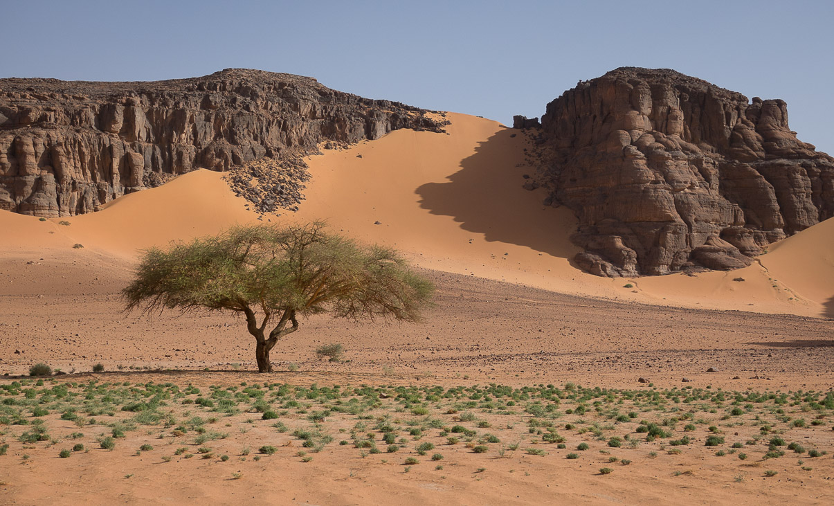 Algerie 2019