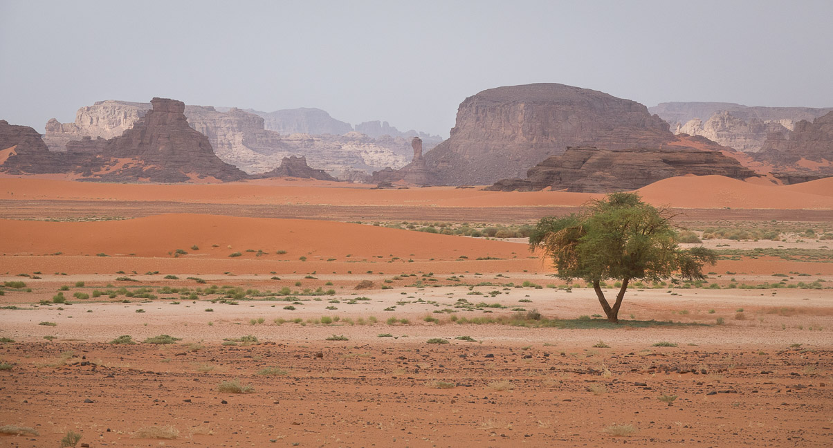 Algerie 2019