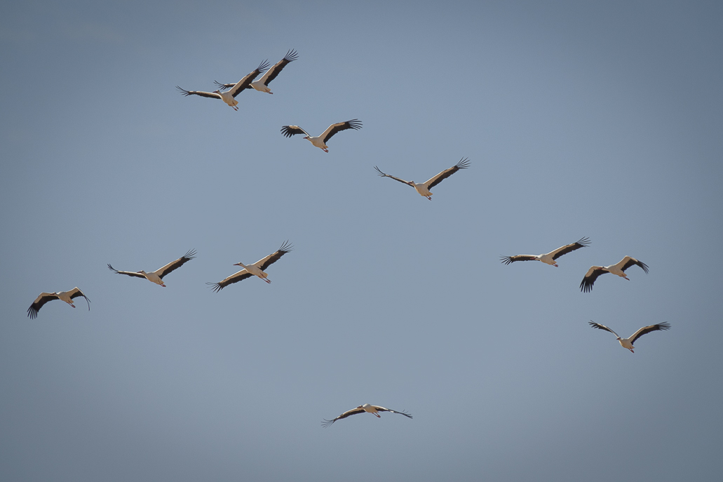 1/500 s à f / 8,0