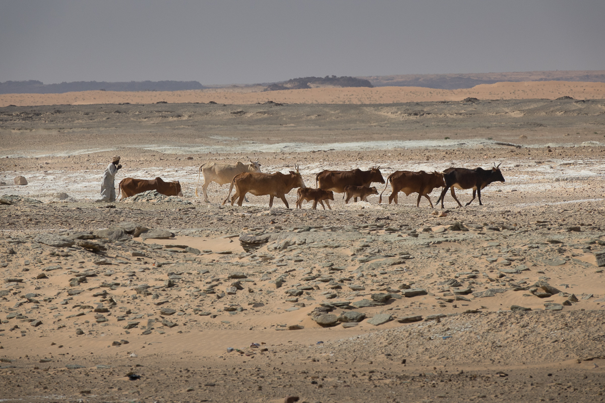Sophie et Bernard-Nicolas-Sidi et Bouha-Fx