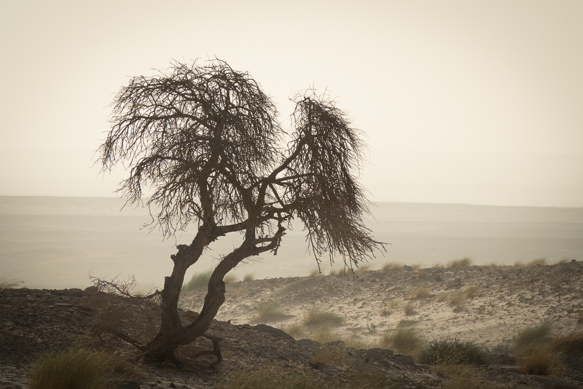 Sophie et Bernard-Nicolas-Sidi et Bouha-Fx