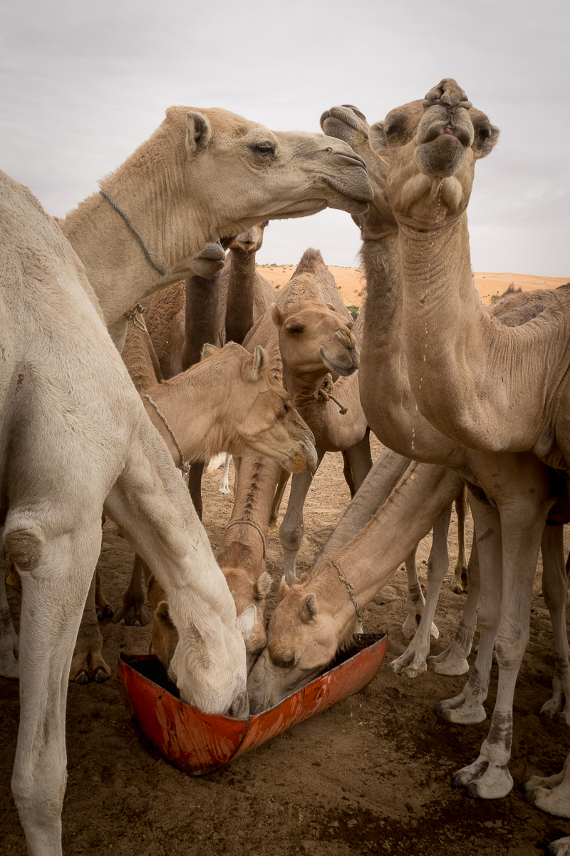 Sophie et Bernard-Nicolas-Sidi et Bouha-Fx