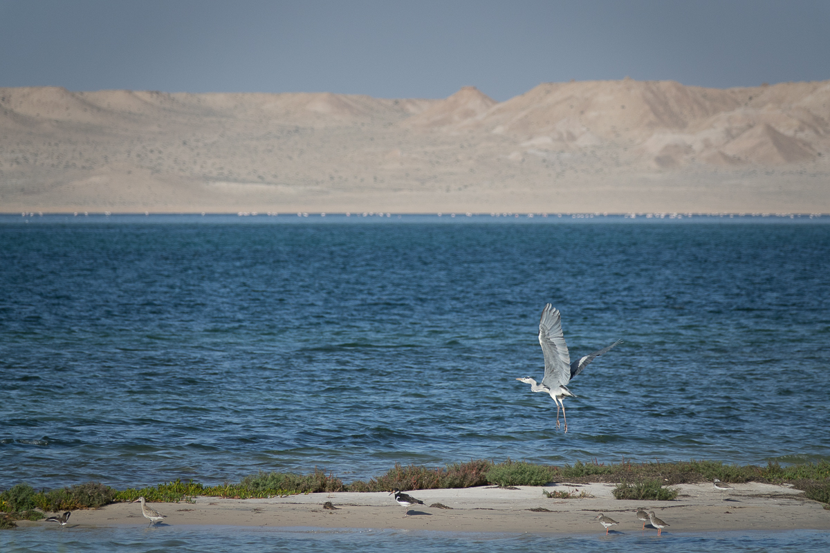 Sophie et Bernard-Nicolas-Sidi et Bouha-Fx