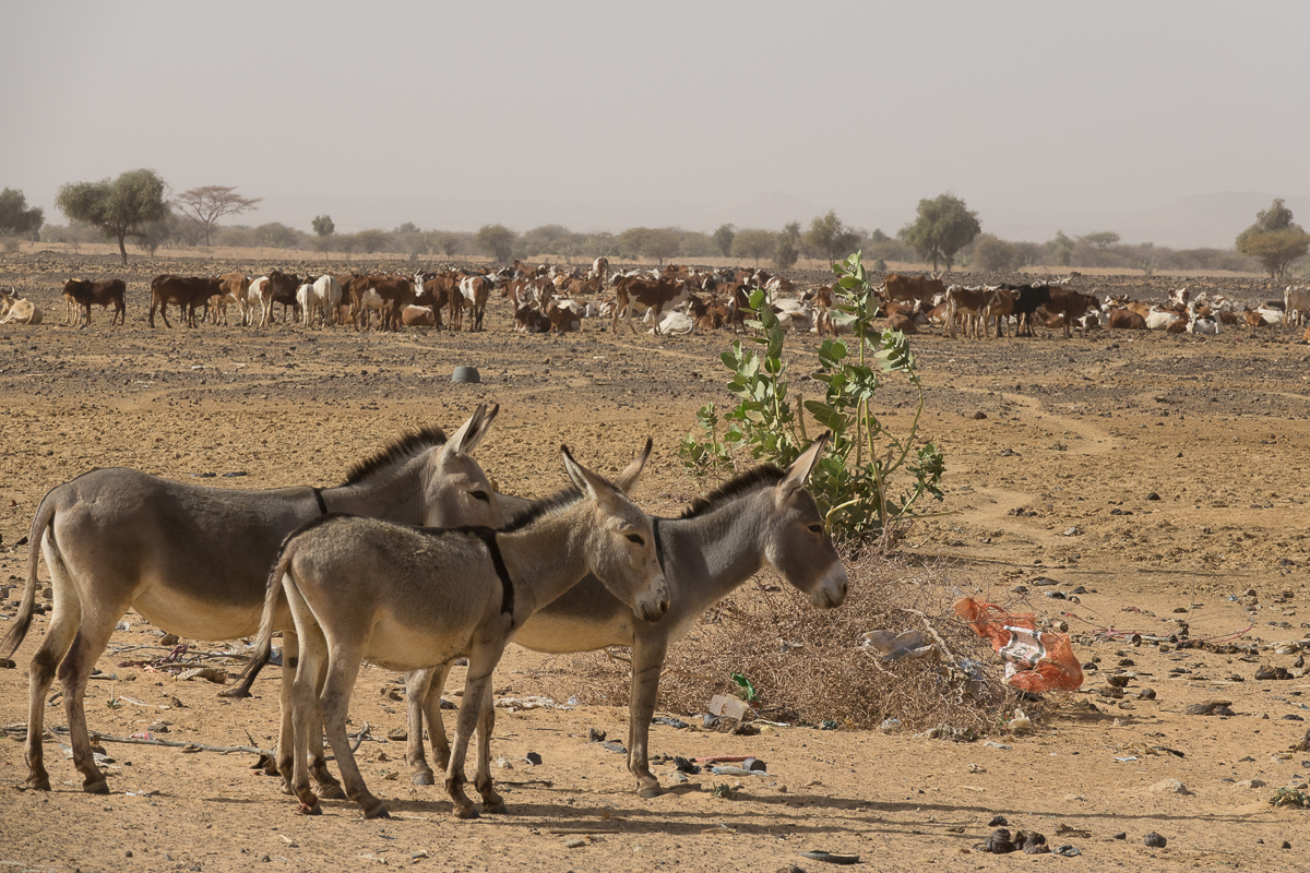 Mauritanie Janvier - Février  2025