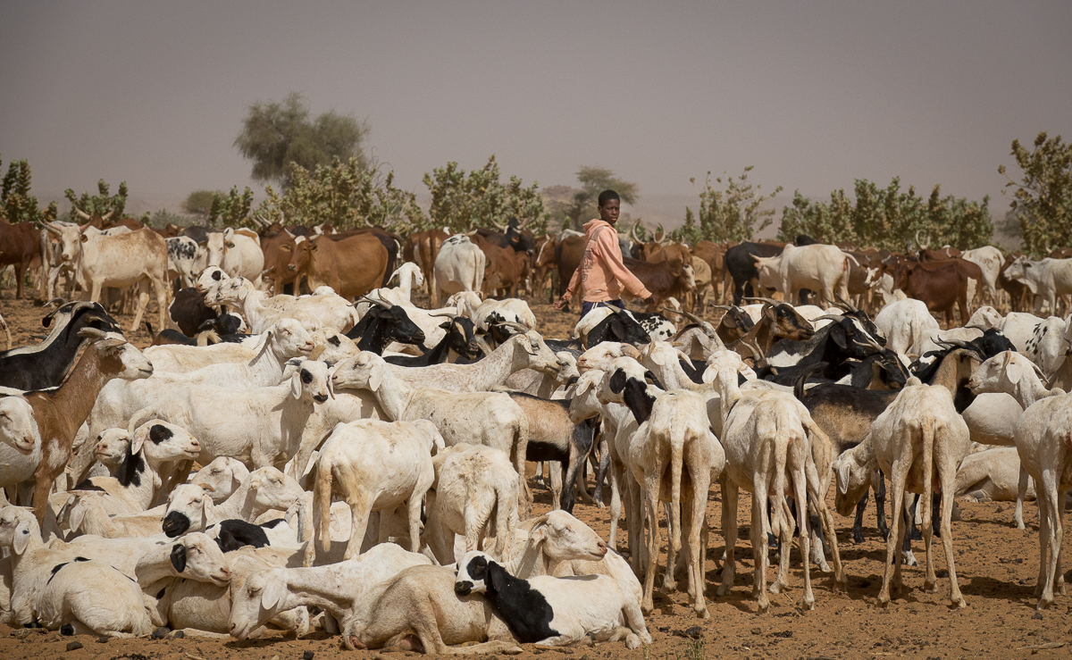 Mauritanie Janvier - Février  2025