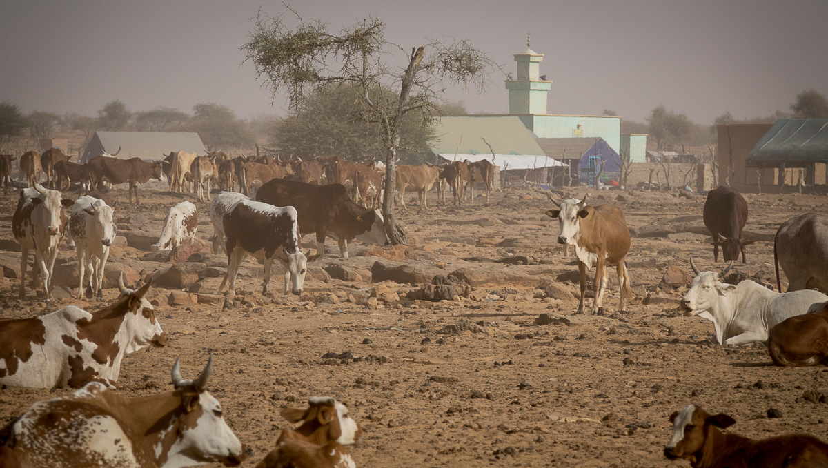 Mauritanie Janvier - Février  2025