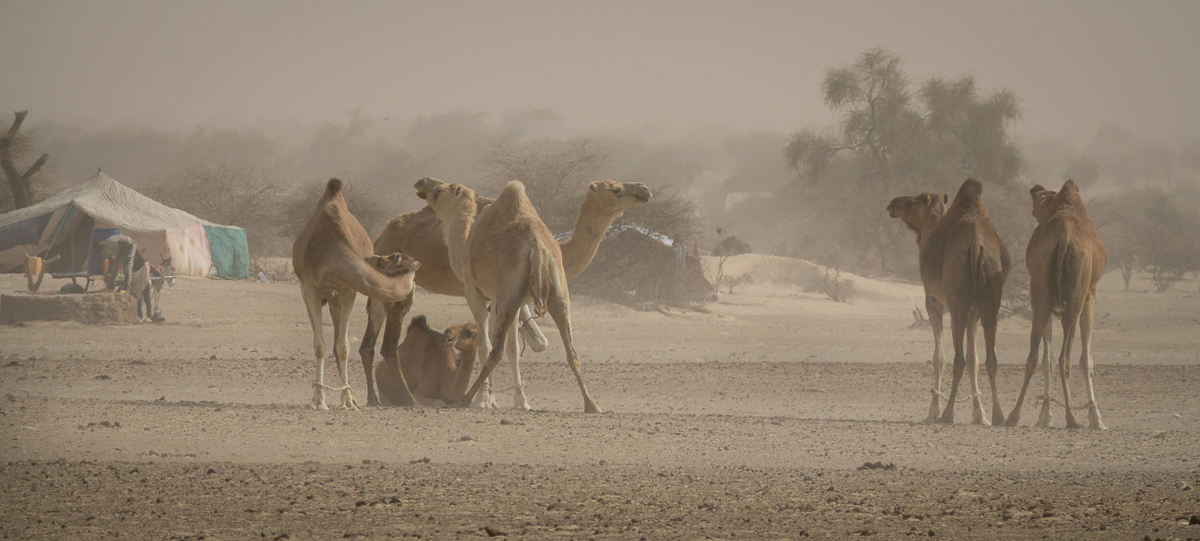 Mauritanie Janvier - Février  2025