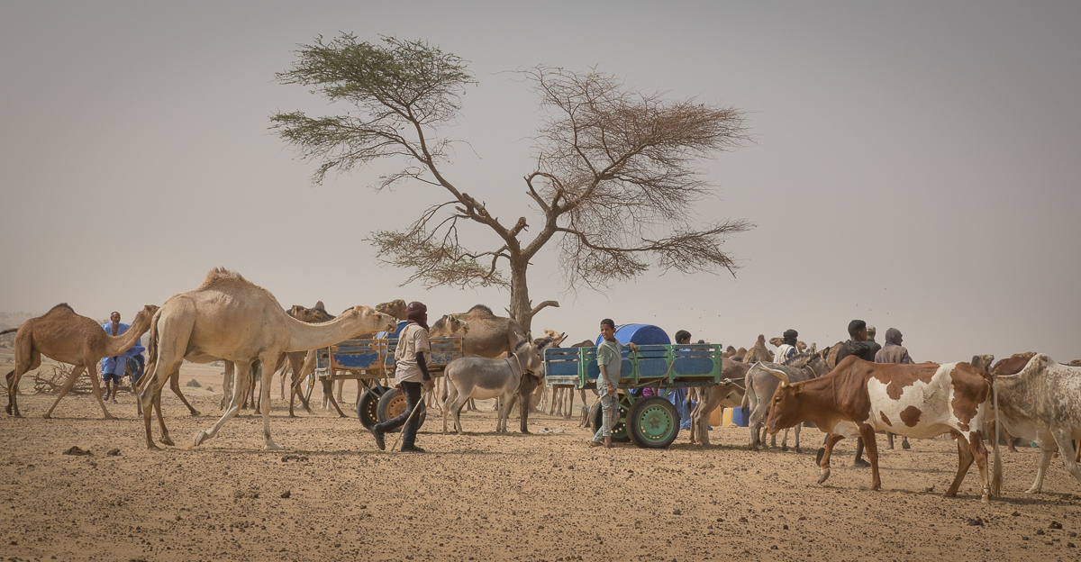 Mauritanie Janvier - Février  2025
