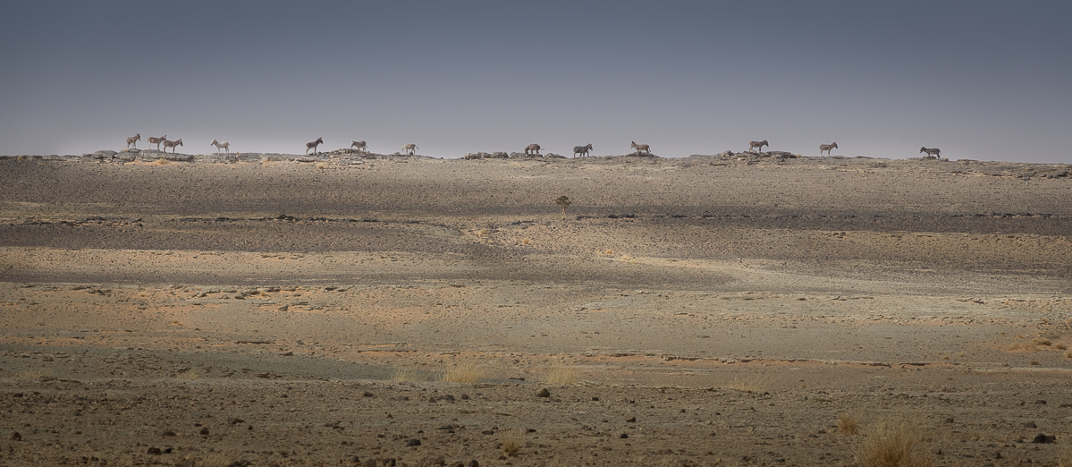 Mauritanie Janvier - Février  2025