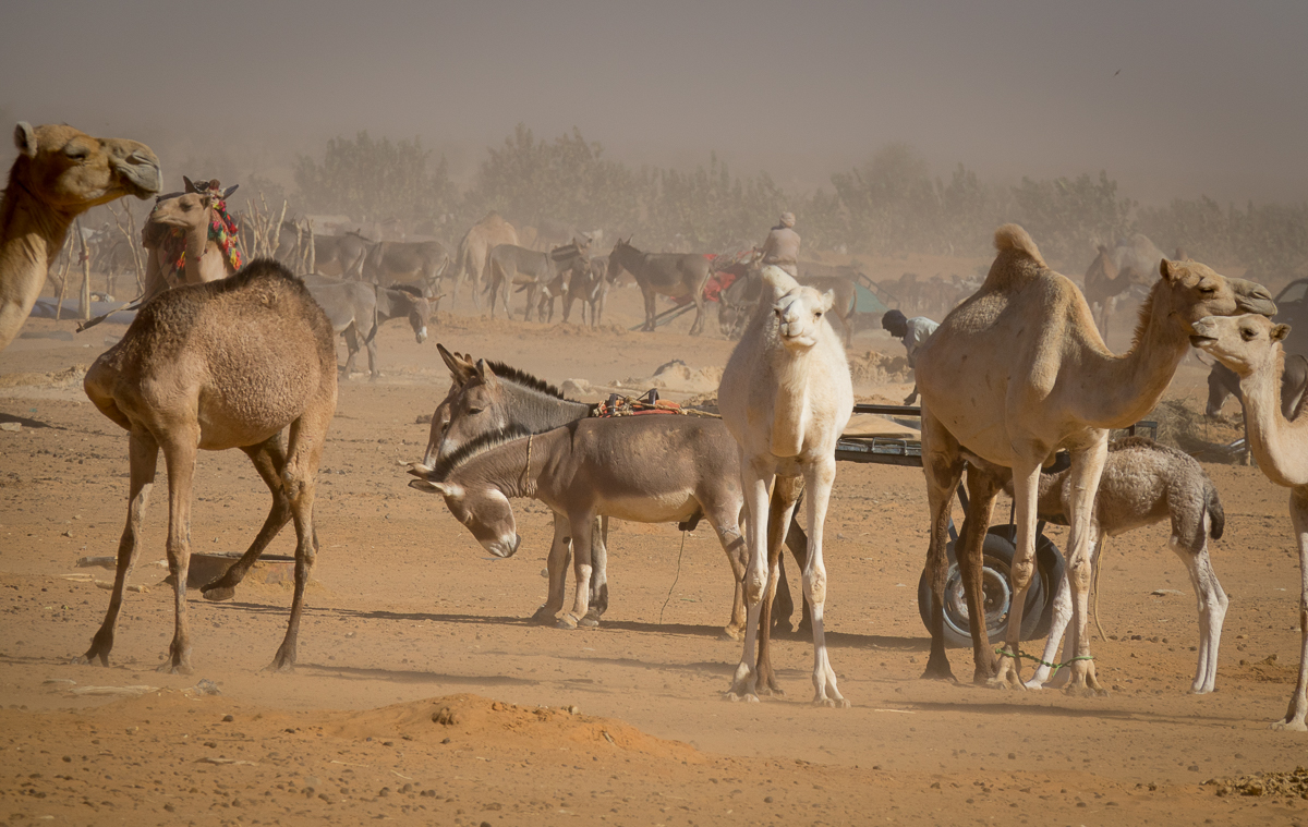 Mauritanie Janvier - Février  2025