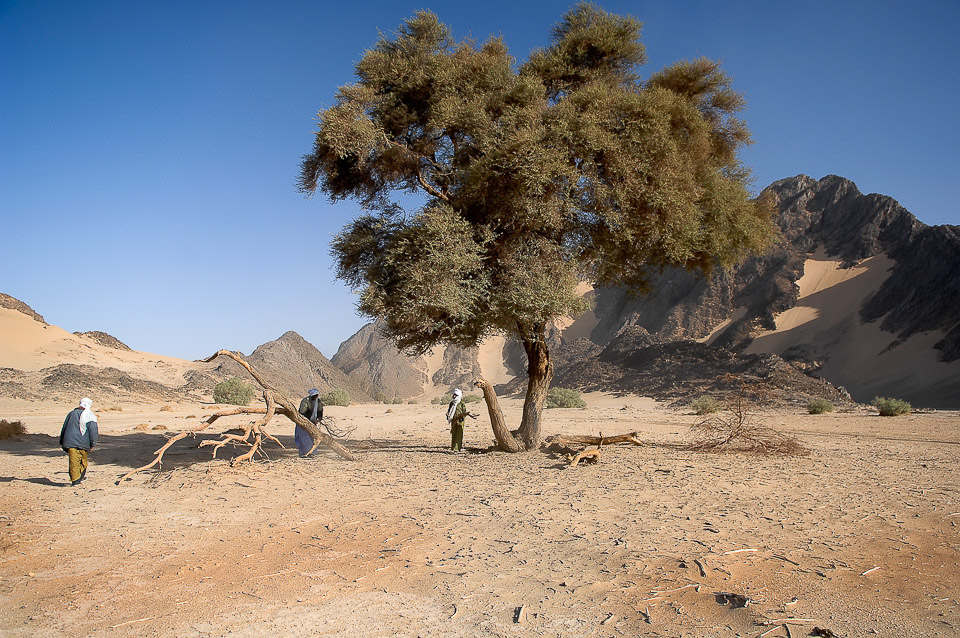 Algérie 2008