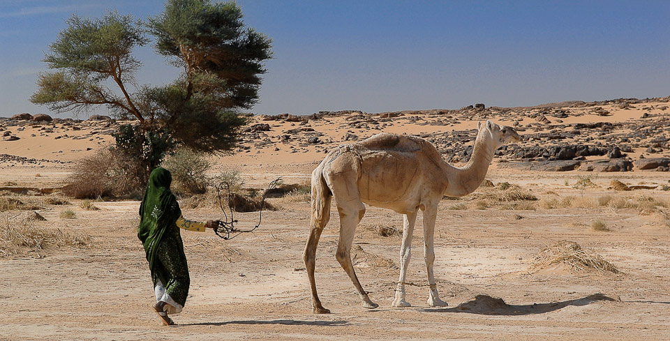 Algérie 2008
