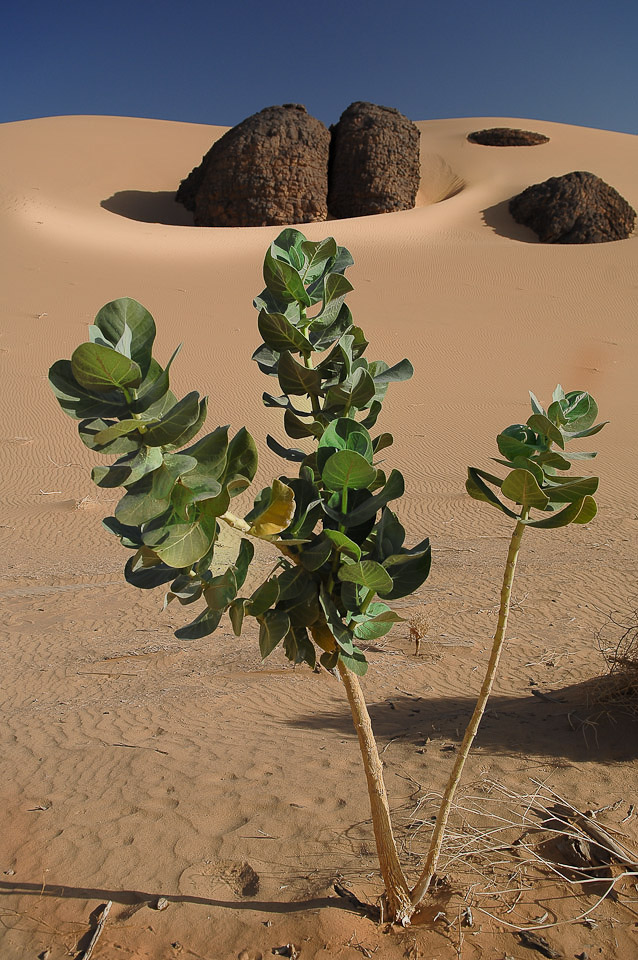 Algérie 2008